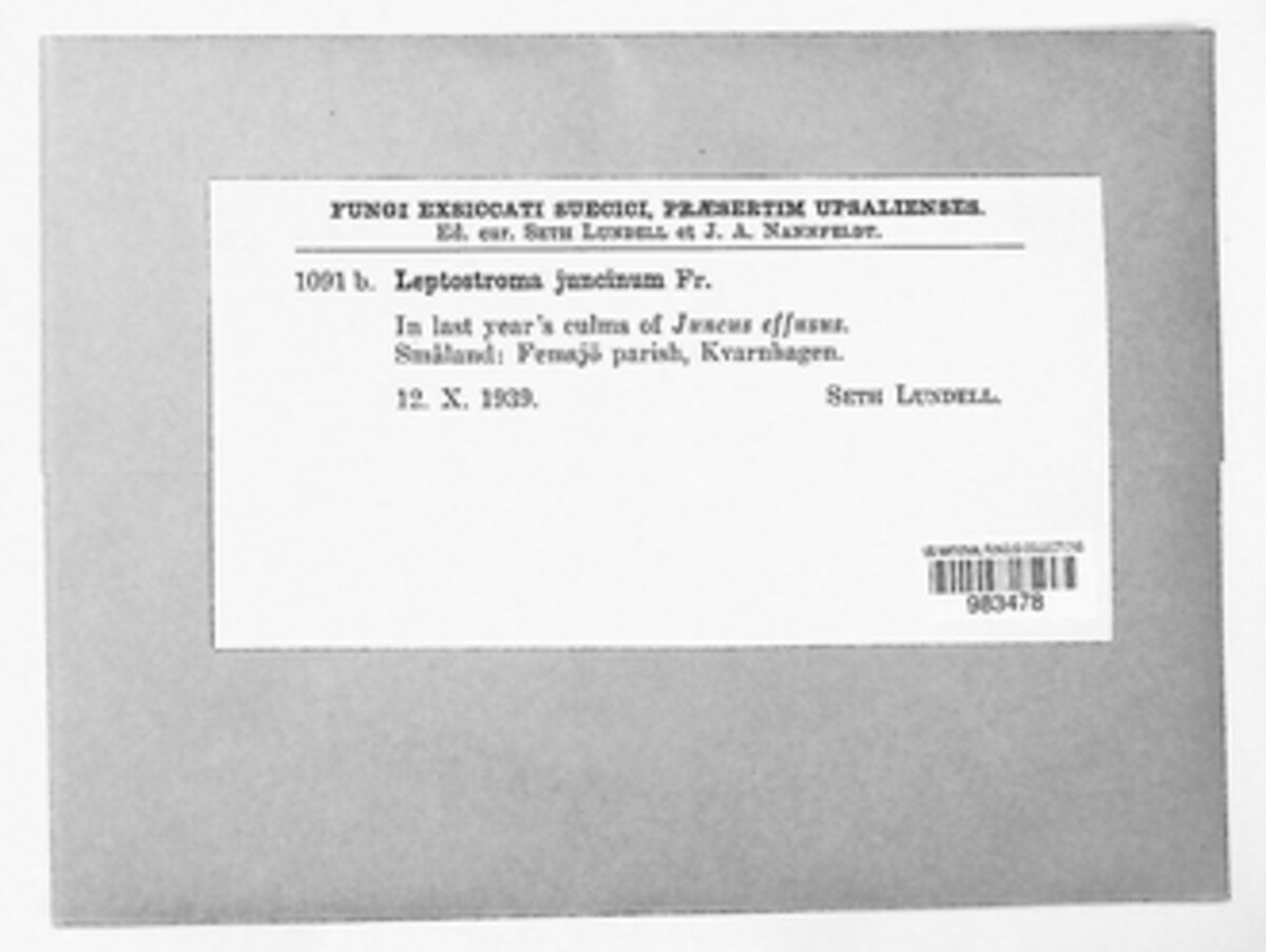 Leptostromella juncina image